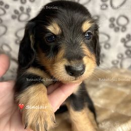 Sinclair - Black and cream male Dachshund puppy in Washington from Beautiful Doxies