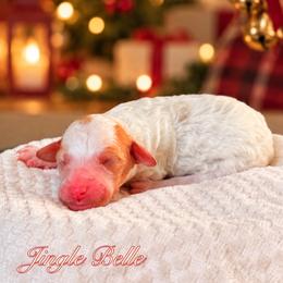 Jingle Belle - Parti female Goldendoodle puppy in Urbana, Illinois from ZaraDoodles