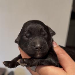 Solid black female - Black female Goldendoodle puppy in Vallejo, California from Well Rooted Doodles