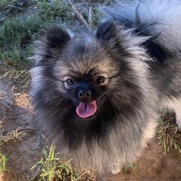 Pomeranians from Nicole's Pomeranians