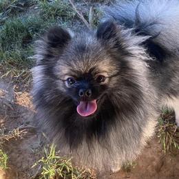 Pomeranians from Nicole's Pomeranians