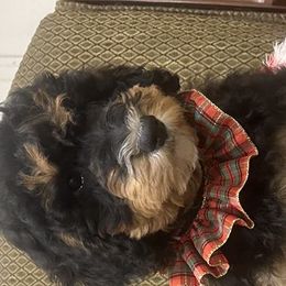 Bernedoodles from Kings Bernedoodles
