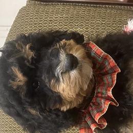 Bernedoodles from Kings Bernedoodles