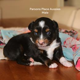 2 BLUES - Black tri male Miniature Australian Shepherd puppy in Chandler, Oklahoma from Parsons Place Aussies