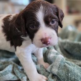 Bacon - Liver and white male Brittany puppy in Alma, Georgia from Edenbright Brittanys