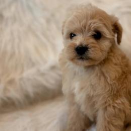 Phoebe - Cream female Aussiedoodle puppy in Orleans, Indiana from Mae Blossom Puppies