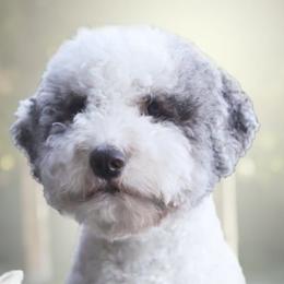 Chica - Lagotto Romagnolo