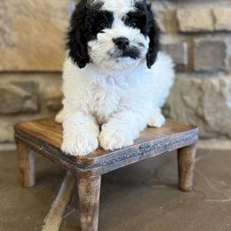 Duke - Parti male Goldendoodle puppy in Lyman, Wyoming from Backcountry Doodles