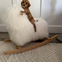 Cavapoo Puppies from SoCal Cavapoos