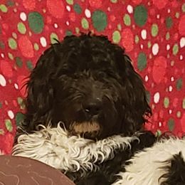 Bella - Aussiedoodle