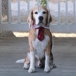 Beagles from Lokavi Beagles
