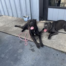 Cane Corso from Rocky Titan Kennels