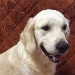 Aria - Golden Retriever