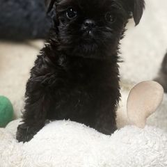 Boy 1 - Brussels Griffon puppy from Hawk Pond Brussels Griffon