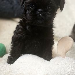 Boy 1 - Brussels Griffon puppy from Hawk Pond Brussels Griffon