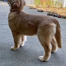 Golden Retriever Puppies from Insignia Goldens