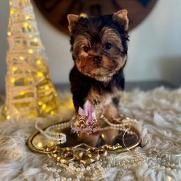 Jasper (Ready Now) Small Male - Black and tan male Yorkshire Terrier puppy in Pittsburg, California from Crystal Garden Yorkies