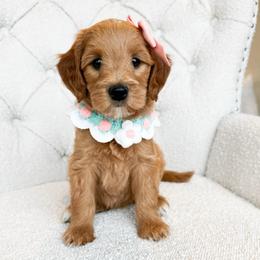 Ladybug - Red  female Goldendoodle puppy in Sterling, Illinois from Charley's Goldendoodles