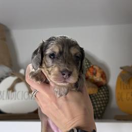 Dachshund Puppies from Teenie Bikini Weenies