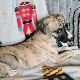 Keegan - Fawn brindle male Whippet puppy in Goldendale, Washington from Amulet Charm