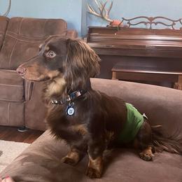Atticus - Dachshund