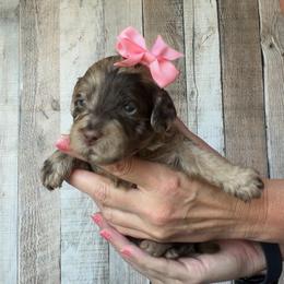Haven - Merle female Goldendoodle puppy in Decatur, Texas from Scherrer Sweet Goldendoodles