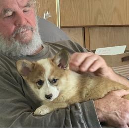 Pembroke Welsh Corgi Puppies from Corgis Hawaii Pleasantstone Aloha Corgis