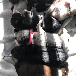 Pomsky Puppies from Eclipse Pomsky’s