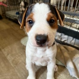 Puppy 1 - Tri-color male Jack Russell Terrier puppy in Yakima County, Washington from Saddle Rock Kennels