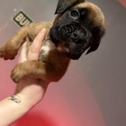 Black - Fawn male Boxer puppy in Louisville, Kentucky from Nelson’s Fancy Frenchies and Bulldogs