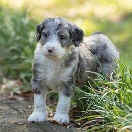 Pippin - Merle female Sheepadoodle puppy in Charleston & Kershaw, South Carolina from Atlas Harrold-Moore Sheepadoodles, LLC   (AHMS)