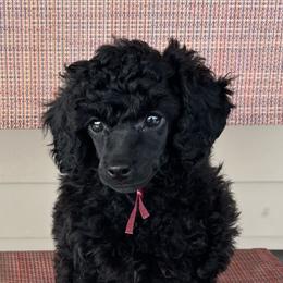 Girl 2 - Brown female Poodle puppy in Chester, South Carolina from Classic Biewers