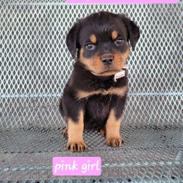 Pink girl - Black and mahogany female Rottweiler puppy in Custer County, Oklahoma from Rough Creek Kennels
