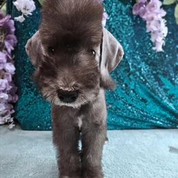 Bedlington Terrier Puppies from Blenheim