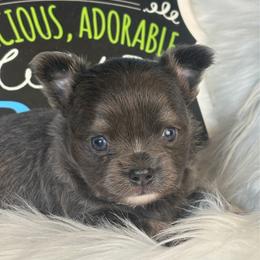 Ghost - Blue male Chihuahua puppy in Gloucester, Virginia from Charlotte's Web of Chihuahuas