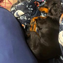 Dachshund Puppies from Champion Dachshunds