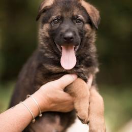 Ducky - Sable male German Shepherd puppy in Berwick, Maine from Vom Rindahaus Shepherds