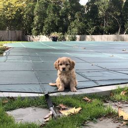 Cavachon, Cavalier King Charles Spaniel, and Cavapoo Puppies from Comfort Cavs
