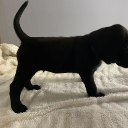 Black Collar - Black Labrador Retriever puppy in Beulaville, North Carolina from H & S Retrievers