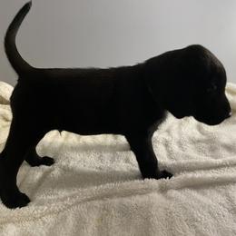 Black Collar - Black Labrador Retriever puppy in Beulaville, North Carolina from H & S Retrievers