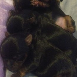 Yorkshire Terrier Puppies from Twilights Yorkies