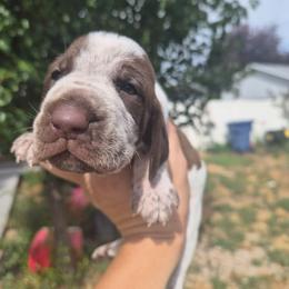 Washington - White and chestnut male Bracco Italiano puppy in Silver Summit, Utah from Snow Peak Kennel