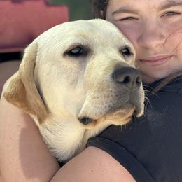 Secret - Labrador Retriever