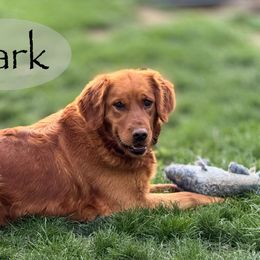 Lark - Golden Retriever