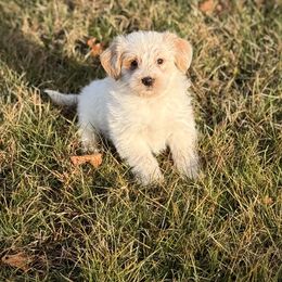 Cara - Red female Assorted Doodle Crosses puppy in Ohio from Holley Doodles