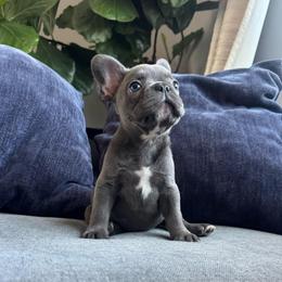 Girl 2 - Tricolors female French Bulldog puppy in Bolingbrook, Illinois from Yara the Frenchie
