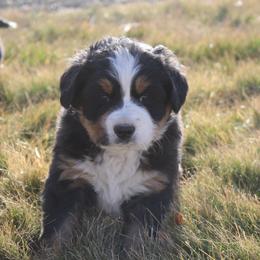 Flint - Tri-color male Bernese Mountain Dog puppy in Long Creek, Oregon from Arlin Horst's Bernese Mountain Dogs