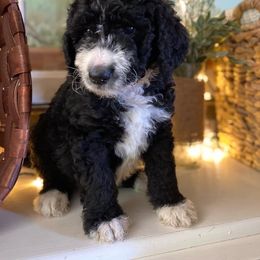 Bernedoodle Puppies from Collins Bernedoodles