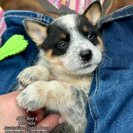 AKC Boy 2 Mississippi - Blue mottled male Australian Cattle Dog puppy in Mc Comb, Mississippi from McCall's Mississippi AKC Blue Heelers Australian Cattle Dogs