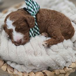 Ralphie - Red  male Goldendoodle puppy in Fordland, Missouri from K&K's Puppy Kingdom
